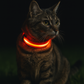 LED Halsband